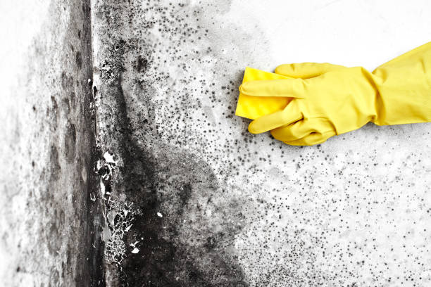 Best Attic Mold Removal  in Delshire, OH