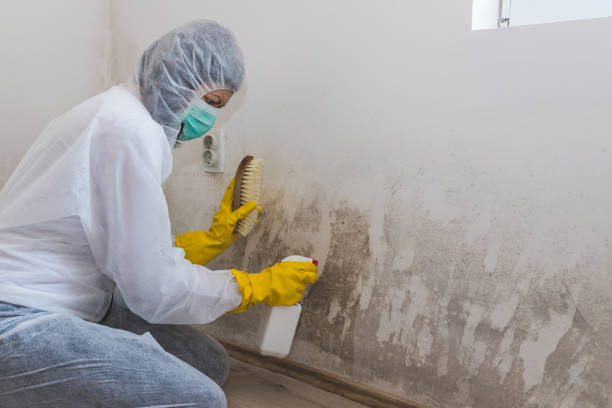 Best Emergency Mold Removal  in Delshire, OH