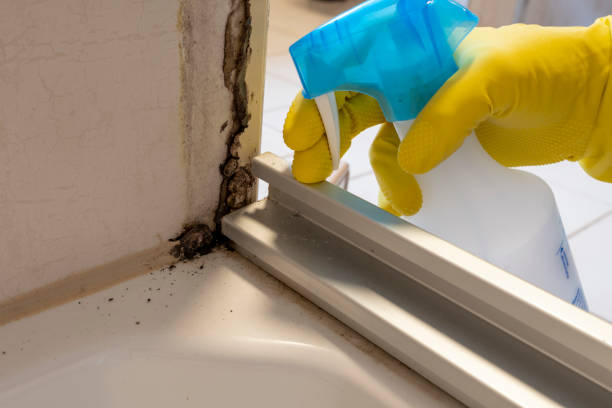 Best Mold Inspection  in Delshire, OH