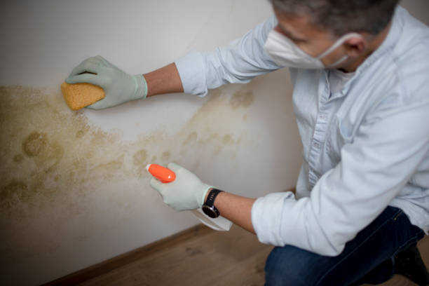 Mold Testing and Removal in Delshire, OH