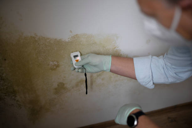 Best Mold Testing  in Delshire, OH