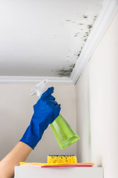 Best Mold Remediation  in Delshire, OH